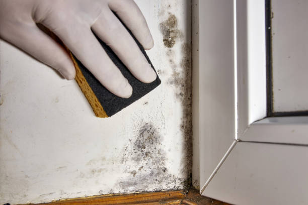 Best Real Estate Mold Inspection  in Belcourt, ND